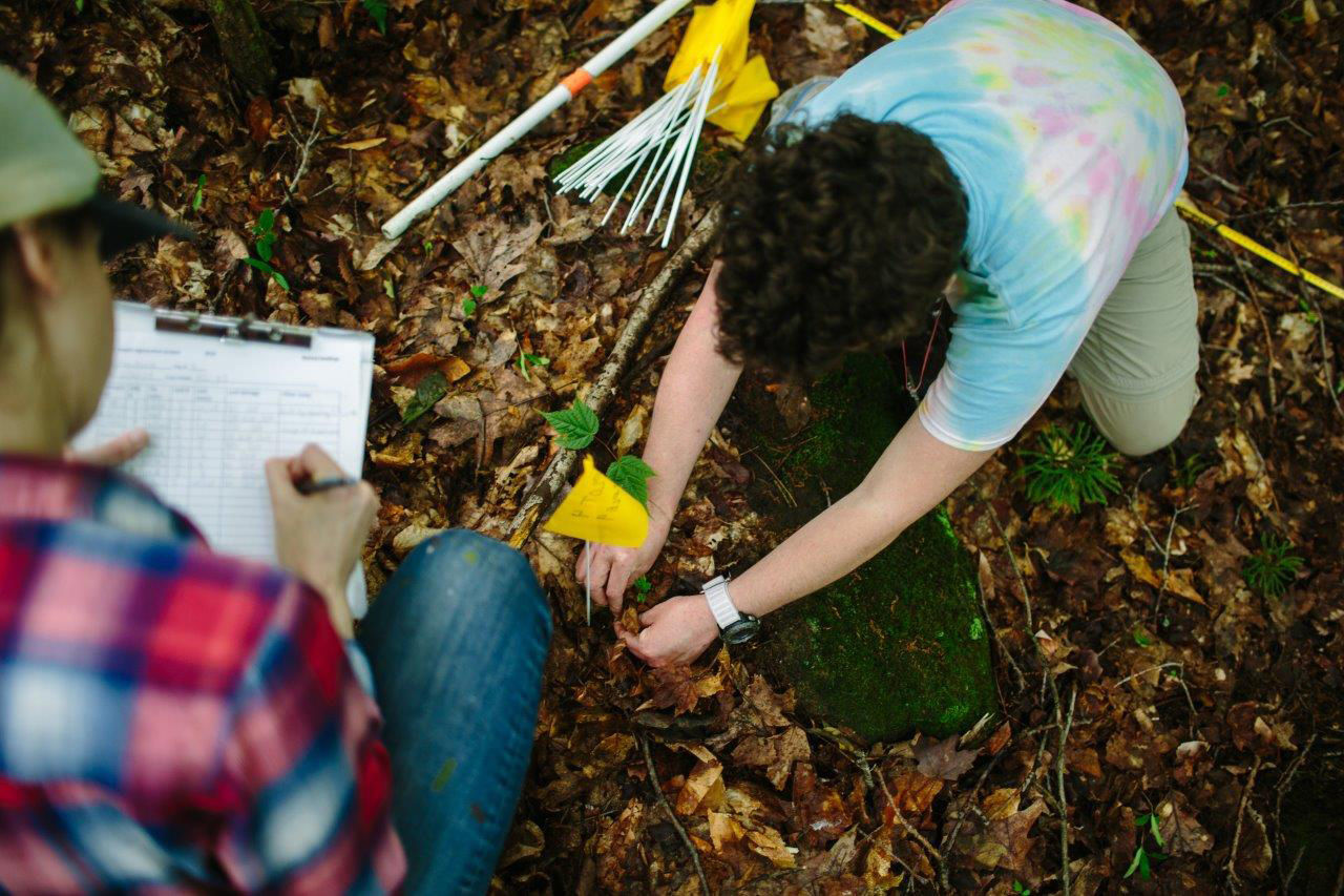 Forest Journal: Protecting 'sugar babies'